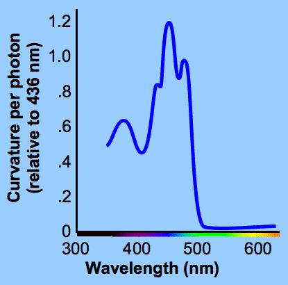 Espectro de ação das respostas à luz azul Azul: 400-500 nm