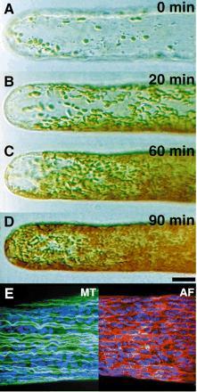 Fototropinas: movimentos de cloroplastos A-D: célula exposta à luz azul E: localização