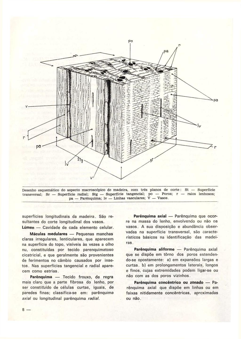 Desenho esquemático do aspecto macroscópico de madeira, com três planos de corte : St Superfície transversal; Sr Superficie radial; Stg Superfície tangencial; po Poros; r raios lenhosos; pa