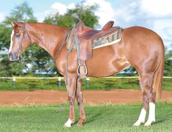 Lote 25 ATINA TIMES MOON RTV P174727 - QUARTO DE MILHA PO - FÊMEA - 21/10/2009 - ALAZÃO VENDEDOR: RANCHO TERRA VERDE VALETE TIMES PLATINA MOON ZZO TROUBLE TWO TIMES NATA SKR WINNIN CAPTAIN LADY GOLD