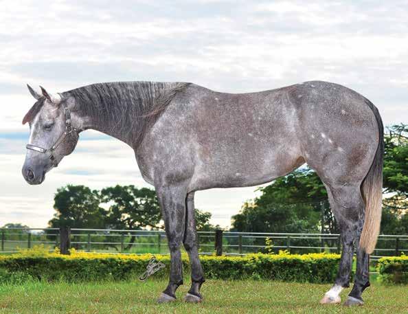 Lote 34 SHELBY DA ZEBU P164314 - QUARTO DE MILHA PO - FÊMEA - 28/11/2009 - TORDILHO VENDEDOR: FH CUTTING HOSE PG BLUE MAX WEST WIND LORY PLAYGUN MISS ESPECIAL QUIXOTE WEST WIND CHAMPION WEST WIND