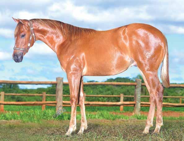 Lote 02 SHINING ANDY SPARK P180688 - QUARTO DE MILHA PO - MACHO - 13/7/2013 - ALAZÃO VENDEDOR: DIOGO PARREIRA / HARAS BRASIL CENTRAL SHINERS PLAY PET BOGGIE DO ANDY SHINING SPARK PLAYBOYS PET POCODO