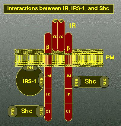Receptor de insulina Receptor tirosina quinase Localização - cromossomo 19 (humanos)
