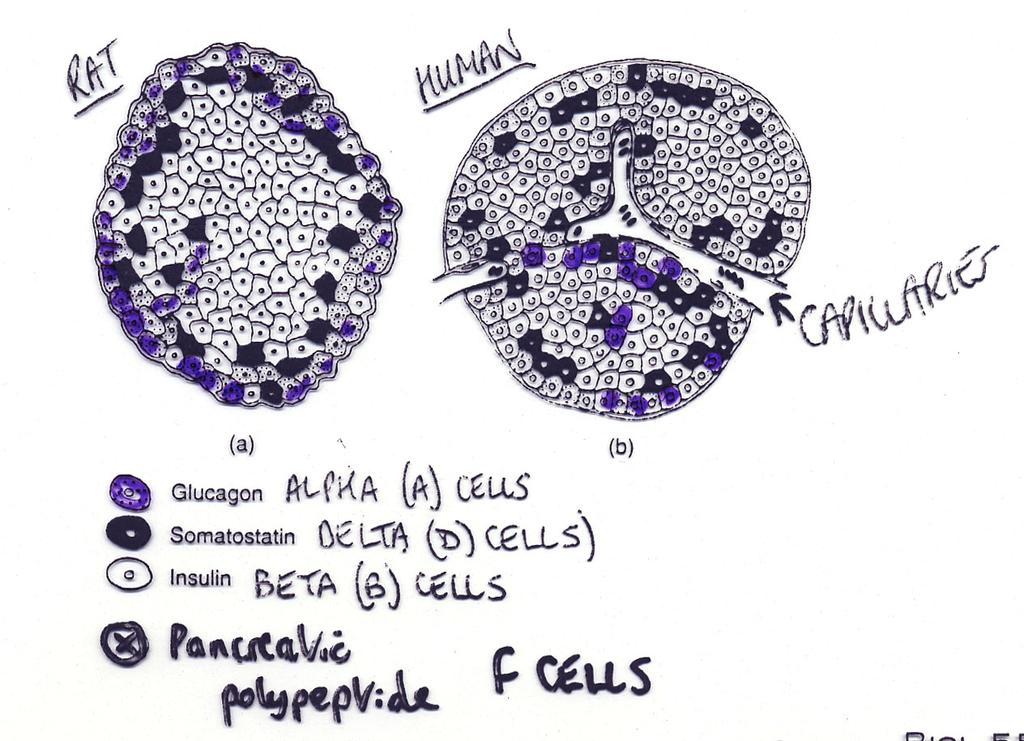 Representação esquemática distribuição celular no pâncreas Ilhotas pancreáticas