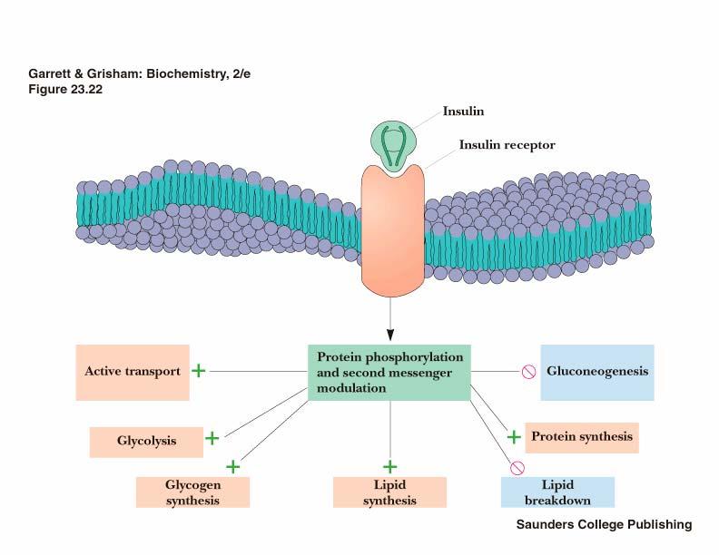 Regulação hormonal da sintese e degradação do glicogénio A insulina é secretada do pancreas (para o fígado) em resposta a um aumento da glucose no sangue.