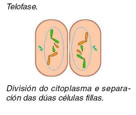 Ten lugar en todas as células do organismo excepto nas células nai das células reprodutoras ou