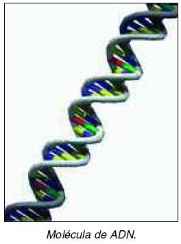 Son macromoléculas constituídas por moléculas máis simples chamadas aminoácidos, que se unen formando longas cadeas que se diferenzan segundo o tipo de aminoácido (existen 20 diferentes) e a súa orde