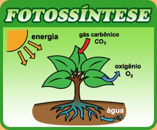 biomassa (folhas, caule, troncos, raízes)