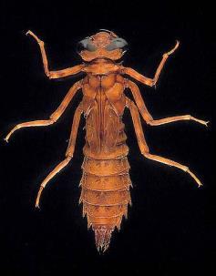 NINFA de Ephemeroptera NINFA de Hemiptera (cigarra,