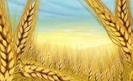 Cereais e Oleaginosas Após 4 meses em queda, o índice de preços da Internacional Grains Council para os cereais e oleaginosas (IGC GOI 0 ) manteve-se praticamente inalterado, relativamente ao mês de