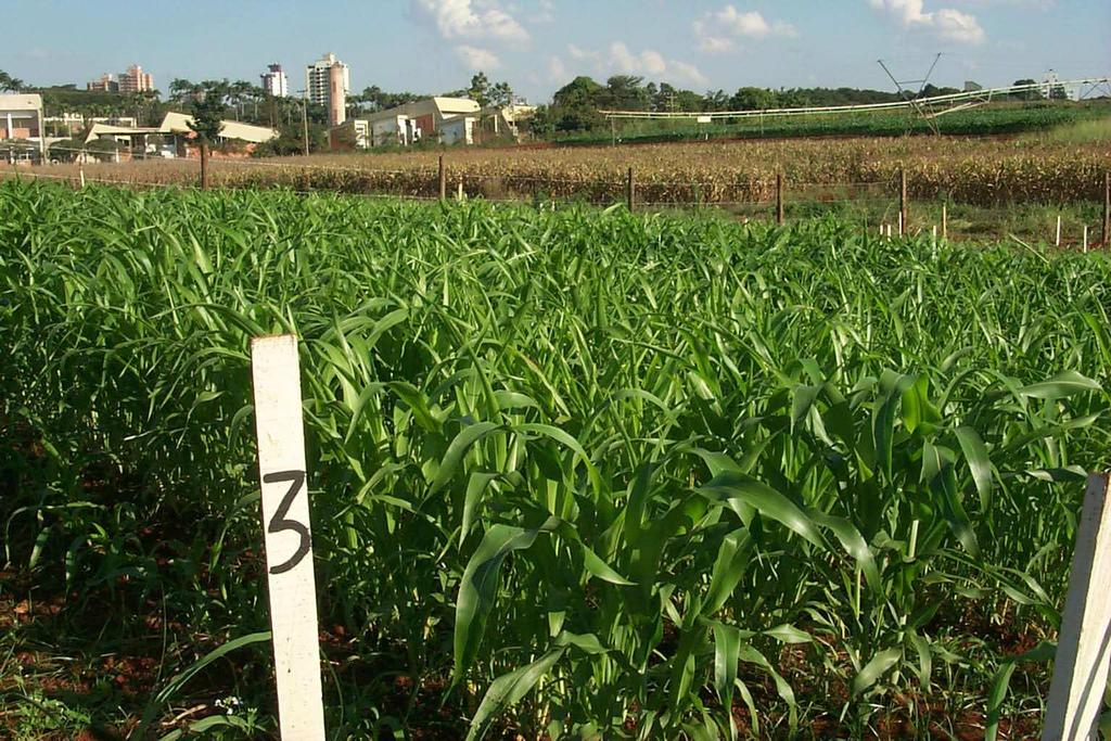 Sorgo Benefícios de culturas de cobertura Melhora do solo Aumenta conservação de água Incremento no conteúdo de água do solo Reduz a erosão do solo Supressão das plantas