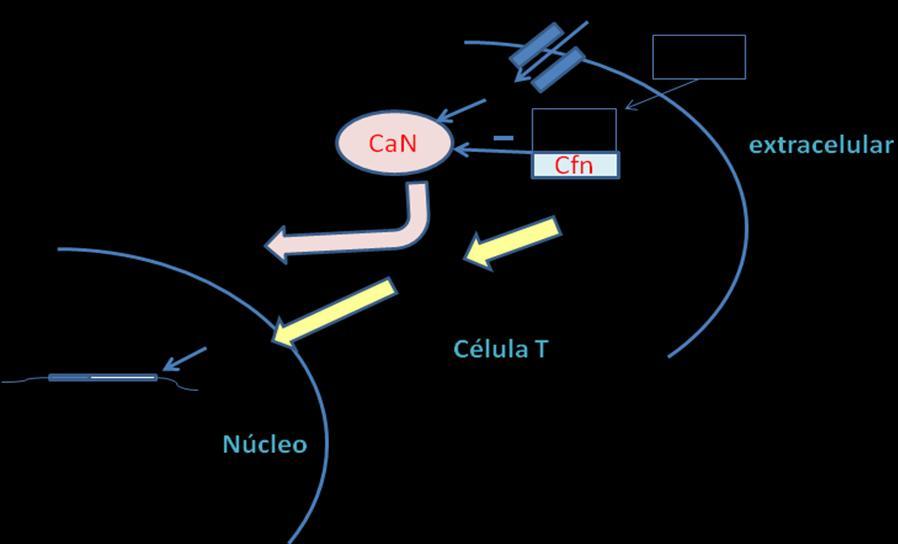 INTRODUÇÃO 19 e de seu receptor (IL-2R), bloqueando a transcrição desses genes. Seu principal alvo são as células T, especialmente células T helper 44,45,49,51,53,54.