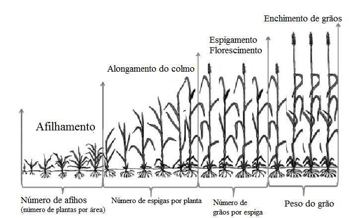 14 FIGURA 2. Escala fenológica do trigo e componentes do rendimento de grãos definidos em cada estádio. Adaptado de: Shroyer (1995).