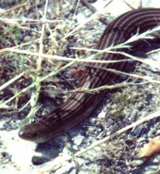 tapada nacional de mafra fura-panascos (Chalcides striatus) Dimensões: 210 mm de comprimento cabeça-corpo (435 mm de comprimento total). Alimentação: lesmas, grilos, moscas, escaravelhos e aranhas.