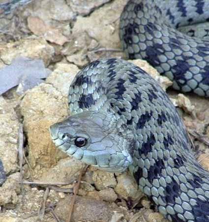 tapada nacional de mafra cobra-de-água-de-colar (Natrix natrix) Dimensões:100-120 cm de comprimento total. Alimentação: invertebrados, anfíbios e peixes.