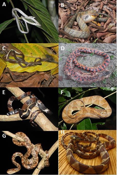 Figura 27. Algumas espécies registradas na RPPN Estação Veracel, Bahia, durante o presente estudo: Oxybelis aeneus (A), Spilotes sulphureus poecilostoma (B), Tantilla aff.