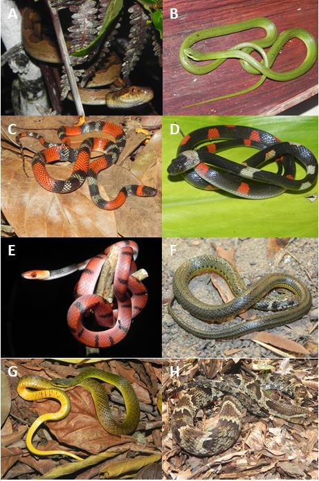 Figura 28. Algumas espécies registradas na RPPN Estação Veracel, Bahia, durante o presente estudo:. Leptodeira annulata (A), Philodryas olfersii (B), Oxyrhopus cf.