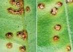 lesões corticosas nas duas faces das folhas Cancro Cítrico -