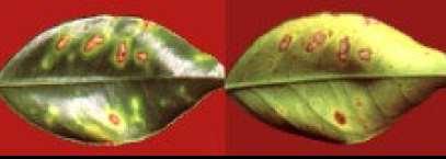 até 10 anos de idade Clorose variegada dos citros (CVC) - sintomas Mais evidente no período seco do ano, Planta: início na parte superior e mediana da copa,