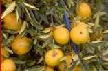 Clorose variegada dos citros (CVC) -