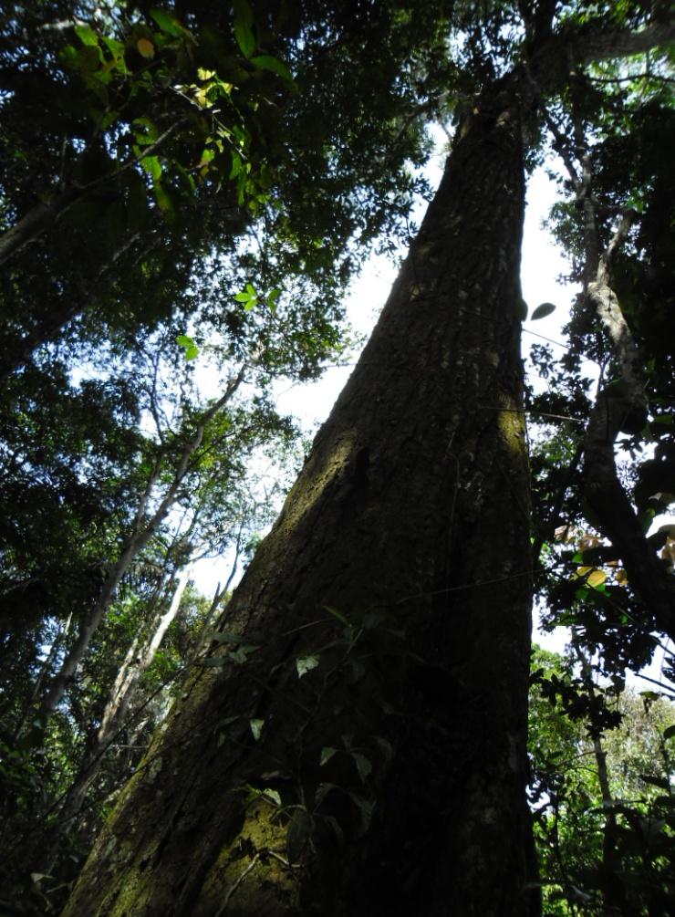 Introdução Bertholletia excelsa;