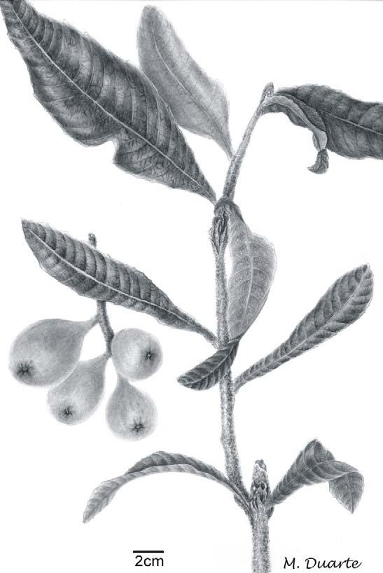 Morfo-anatomia das folhas da nespereira Eriobotrya japonica 43 RESULTADOS Eriobotrya japonica Lindl.