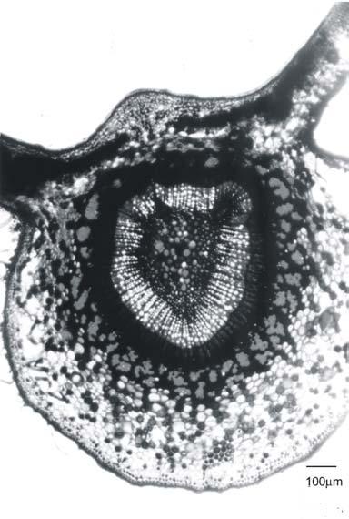 Morfo-anatomia das folhas da nespereira Eriobotrya japonica 45 encontra-se o colênquima do tipo angular, constituído de aproximadamente dez camadas de células junto à face adaxial