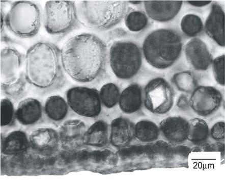 xilema. Os feixes menores são anficrivais, podendo apresentar calotas de fibras esclerenquimáticas. No parênquima fundamental ocorrem células com amiloplastos. Figuras 7, 8, 9 e 10.