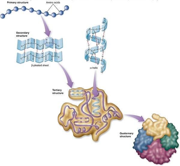 Estrutura das proteínas Estrutura primária Estrutura