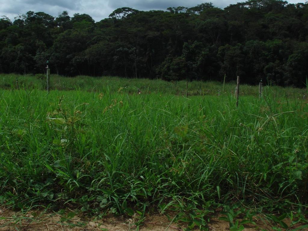 Estrela-africana mais