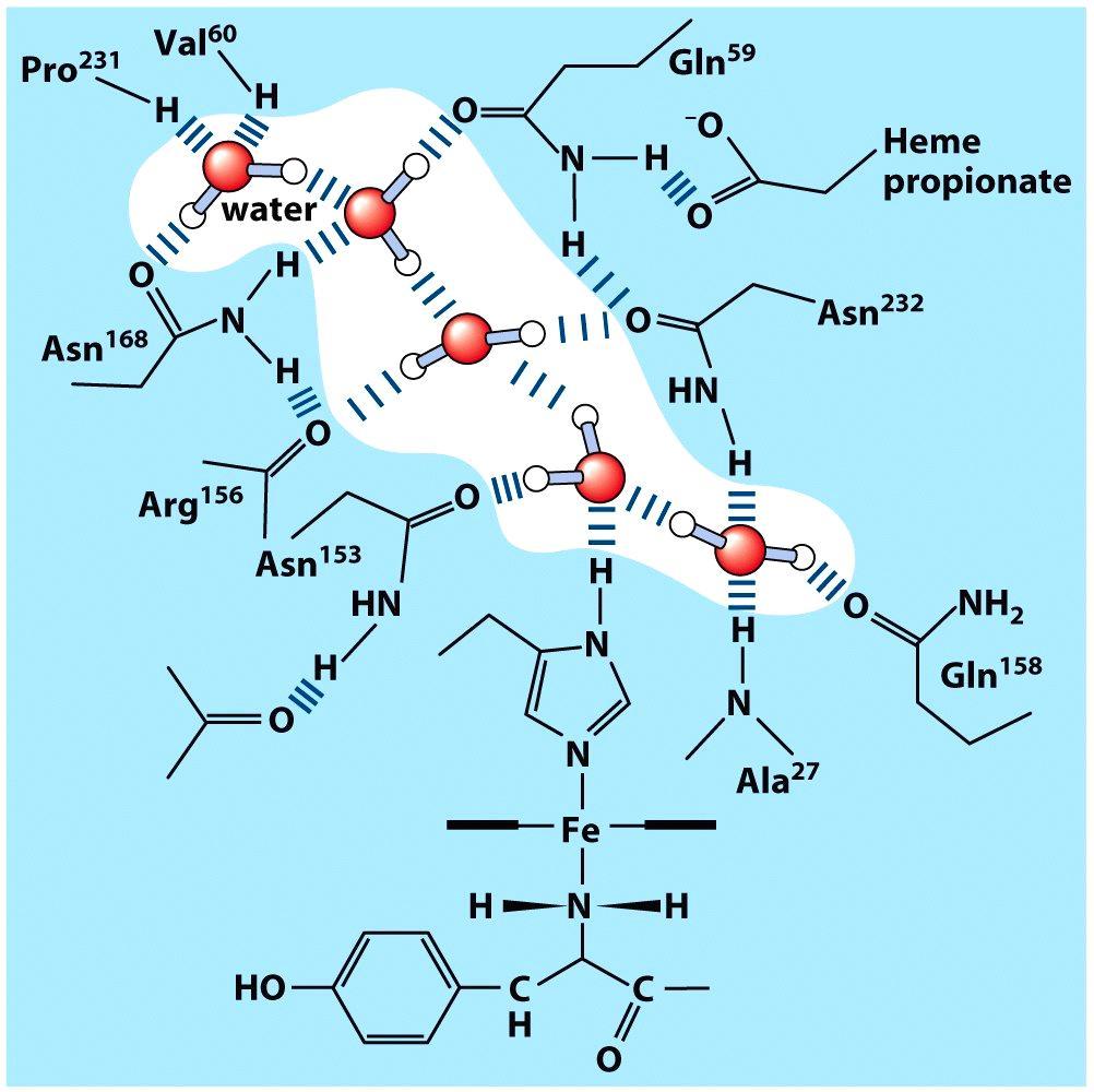 Ligações de Hidrogênio importantes nas biomoléculas Ligações de Hidrogênio podem