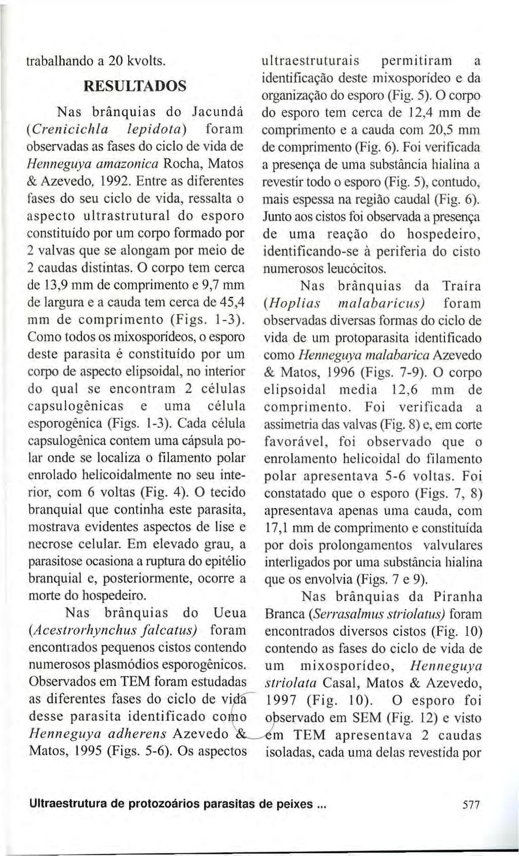 trabalhando a 20 kvolts. RESULTADOS Nas brânquias do Jacundá (Crenicichla lepidota) foram observadas as fases do ciclo de vida de Henneguya amazônica Rocha, Matos & Azevedo, 1992.