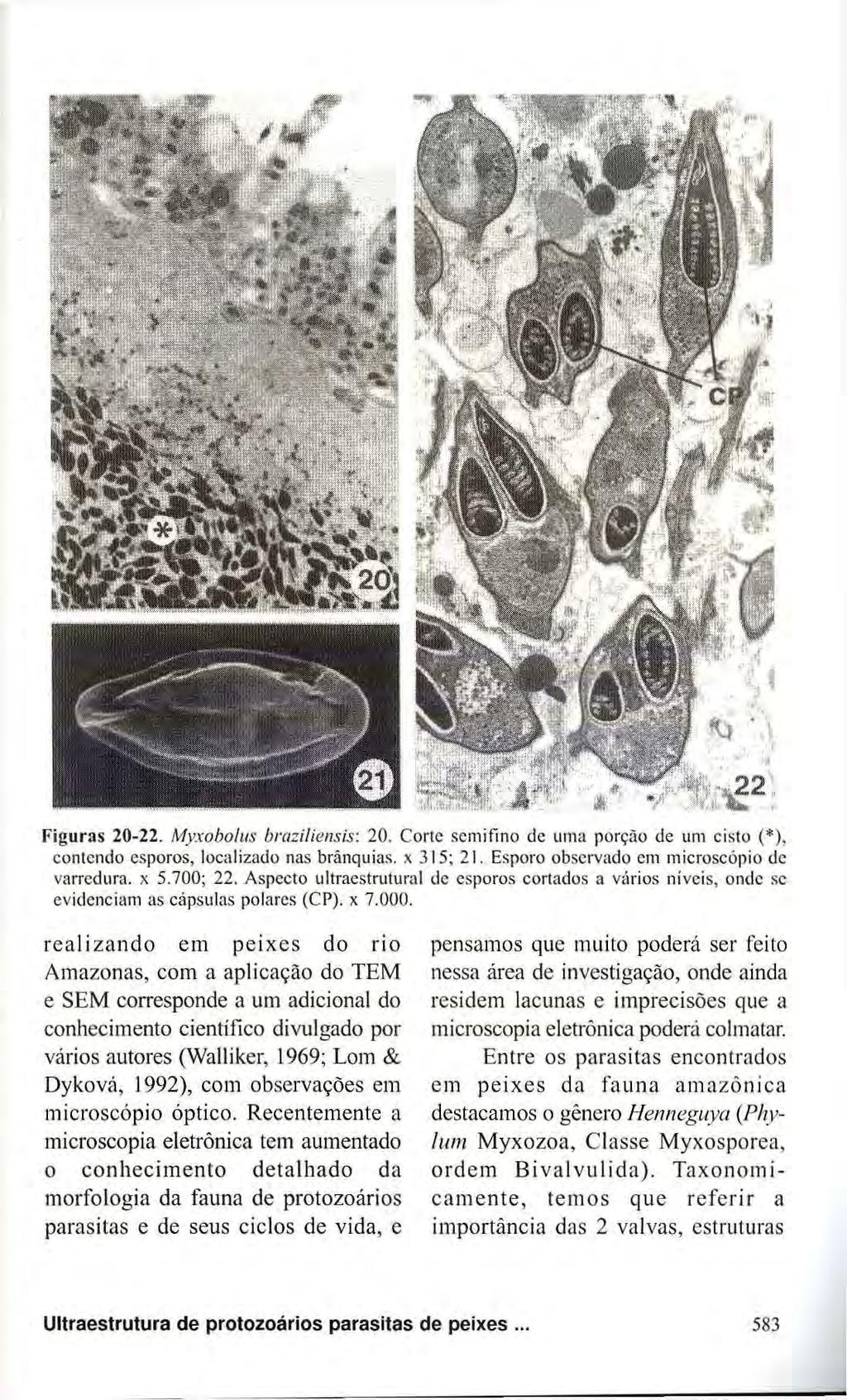 Figuras 20-22. Myxobolus braziliensis: 20. Corte semifine de uma porção de um cisto (*), contendo esporos, localizado nas brânquias. χ 315; 21. Esporo observado em microscópio dc varredura, χ 5.