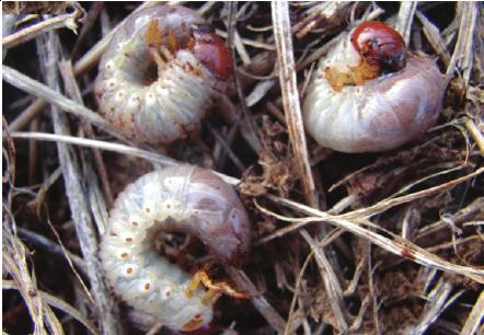 FIGURA 1. Larvas de coró. FOTO: FUNDAÇÃO MS Percevejo-castanho-da-raiz (Scaptocoris castanea e S.
