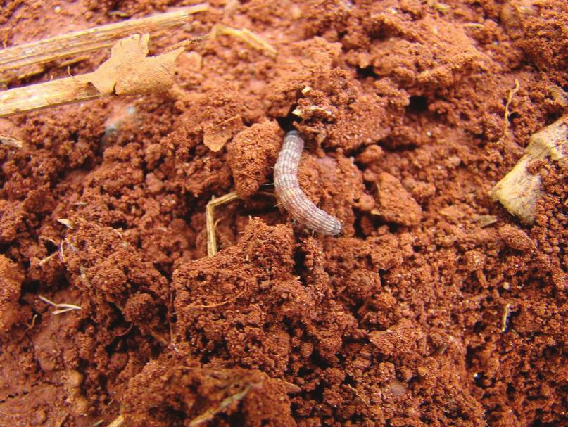 Métodos de controle - Em áreas de risco, deve ser usado um tratamento de sementes com inseticidas sistêmicos à base de Tiodicarb, Carbofuran ou Imidacloprid.