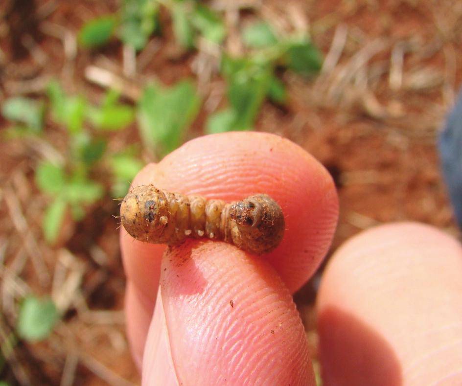 (Agrotis ipsilon).