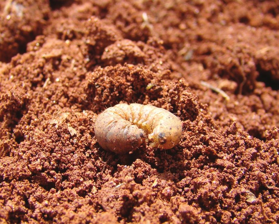 Insetos Benéficos do Milho e Sorgo, 2004.