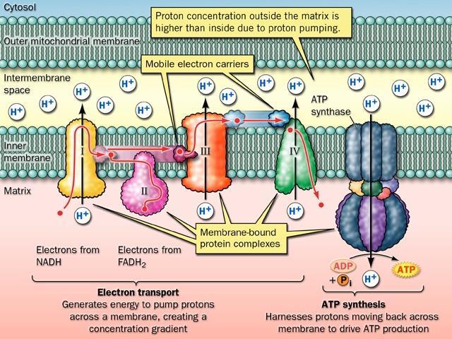 ADP Glicólise Glicose Gordura - oxigênio NADH 2 ATP NAD + Piruvato