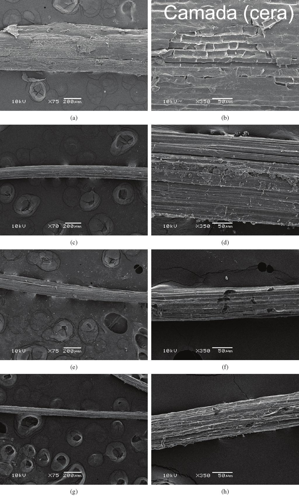 Zimmermann, M. V. G. et al. - Influência do tratamento químico da fibra de bananeira em compósitos Figura 1.