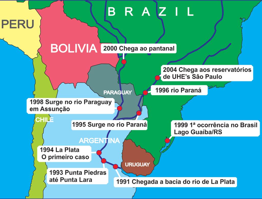 25 Essa espécie ingressou na América Latina através do Rio de La Prata, e foi, ao longo do tempo subindo às demais regiões.