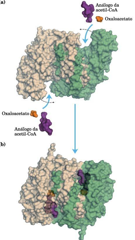 1) CITRATO SINTASE Alimenta a fornalha Catalisa a condensação de oxaloacetato com Acetil-CoA Citrato sintase Homodímero 1 º substrato Oxaloacetato induz mudanças conformacionais no