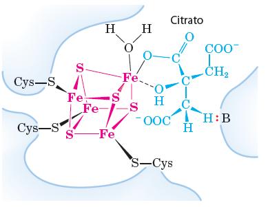 2) ACONITASE -forma isocitrato via cis-aconitato - envolve