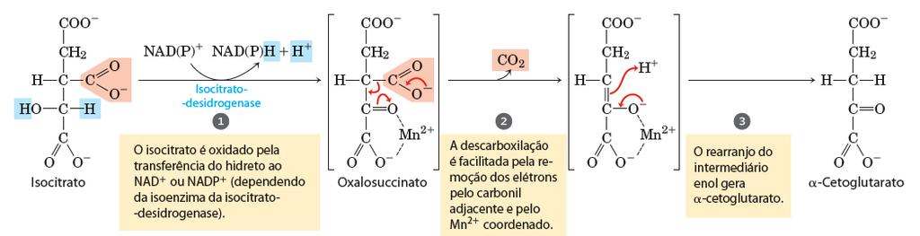 3) ISOCITRATO-DESIDROGENASE - descarboxilação oxidativa produz NADH e CO 2 - necessita de Mn 2+ ou Mg 2+ como