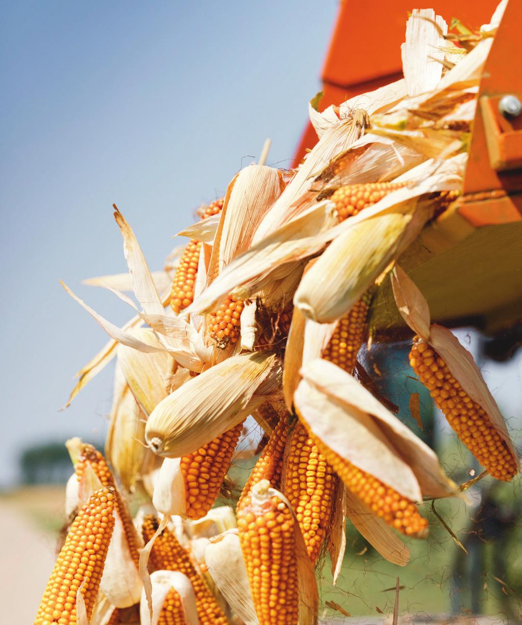Híbrido Flex FLEX HÍBRIDO Sendo uma das vertentes exploradas pela KWS na selecção e melhoramento do milho, este tipo de híbridos oferece-nos a possibilidade de contar com uma cultura em que as