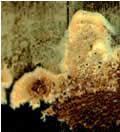 Arquitectura e Durabilidade - Prevenção de Anomalias na Faixa Costeira a podridão branca é originada por fungos que se alimentam sobretudo da lenhina, tornando a madeira esbranquiçada (figura 4), mas