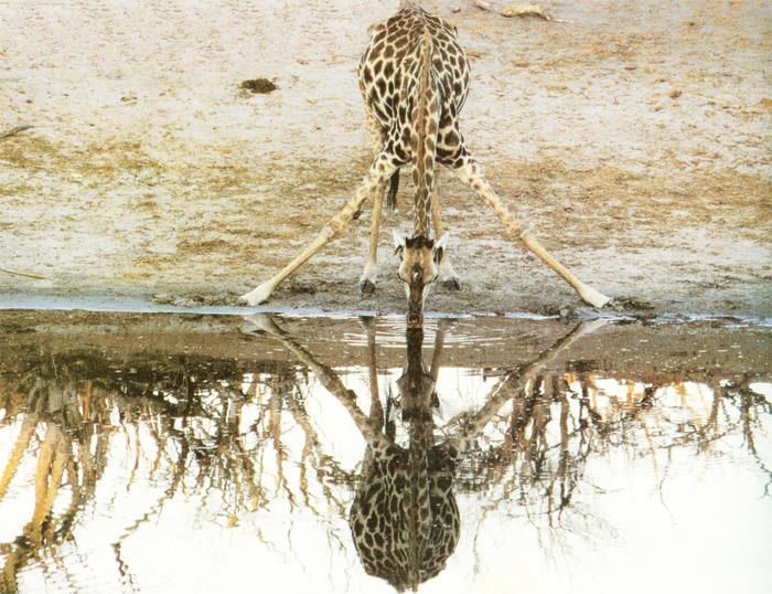 Curiosidade: Porque a cabeça da girafa não explode quando ela bebe água?