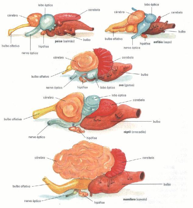 ANATOMIA COMPARADA DO SNC DOS VERTEBRADOS LISSENCÉFALOS - PEIXES, ANFÍBIOS, RÉPTEIS E AVES - CÓRTEX CEREBRAL LISO E RELATIVAMENTE PEQUENO