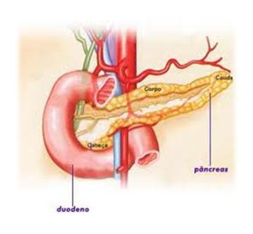 Celulose Hemicelulose B Lignina* Boca Estômago químico Intestino delgado Duodeno Intestino