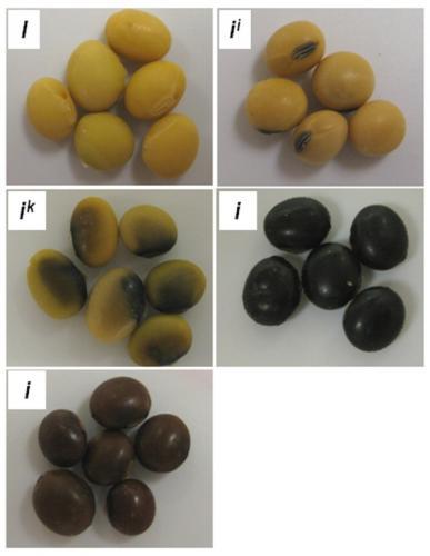 Exemplo em plantas Cor da semente em soja: I > i i > i k > i (11) Genótipo N Fenótipo II;Ii i ;Ii k ;Ii Hilo e tegumento amarelos i i i i ;i i i