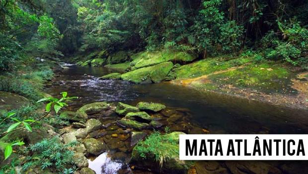 Mata Atlântica O extrato vegetal é constituído basicamente por dois patamares, sendo o mais alto formado por árvores com estatura média de 35 metros, e o inferior caracterizado pela densidade